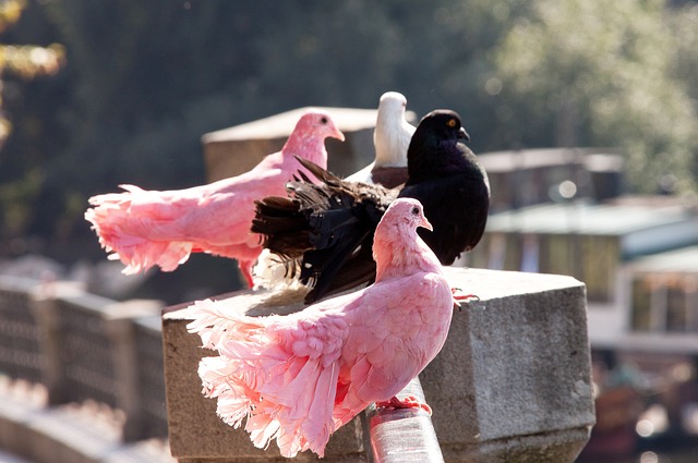 伤病问题并 伤病问题并