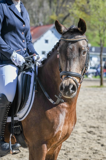 球队的阵容 球队的阵容